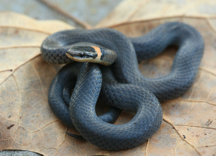 Northern Ringneck Snake